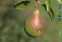 Bild zum Eintrag (1142942-177)