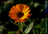 Bild zum Eintrag (1143453-177)