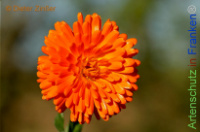 Bild zum Eintrag (1143454-177)