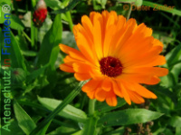 Bild zum Eintrag (1143455-177)