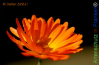 Bild zum Eintrag (1143456-177)