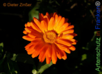 Bild zum Eintrag (1143457-177)
