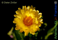 Bild zum Eintrag (1143458-177)