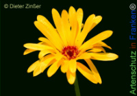 Bild zum Eintrag (1143459-177)