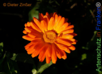 Bild zum Eintrag (1143460-177)
