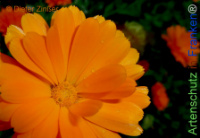 Bild zum Eintrag (1143461-177)