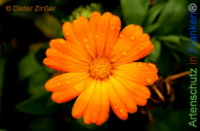 Bild zum Eintrag (1143462-177)