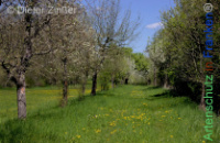 Bild zum Eintrag (1143786-177)