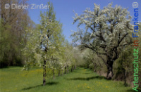Bild zum Eintrag (1143789-177)