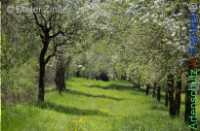 Bild zum Eintrag (1143790-177)
