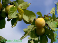 Bild zum Eintrag (1143793-177)