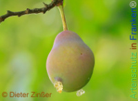 Bild zum Eintrag (1143795-177)