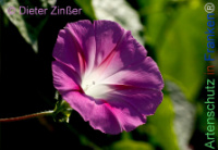 Bild zum Eintrag (1143804-177)