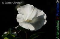 Bild zum Eintrag (1143805-177)
