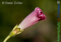 Bild zum Eintrag (1143806-177)