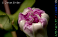 Bild zum Eintrag (1143807-177)