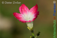 Bild zum Eintrag (1143808-177)
