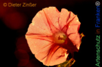 Bild zum Eintrag (1143810-177)