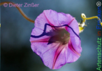 Bild zum Eintrag (1143812-177)