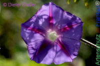 Bild zum Eintrag (1143813-177)