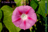 Bild zum Eintrag (1143814-177)