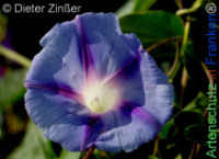 Bild zum Eintrag (1143815-177)