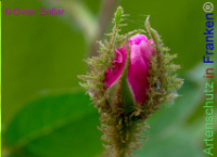 Bild zum Eintrag (1144364-177)