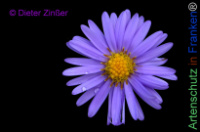 Bild zum Eintrag (1145050-177)