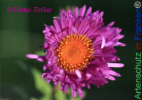 Bild zum Eintrag (1145052-177)