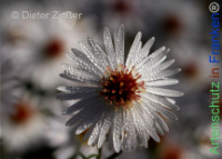 Bild zum Eintrag (1145053-177)