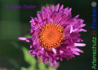 Bild zum Eintrag (1145055-177)