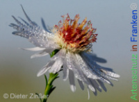 Bild zum Eintrag (1145056-177)
