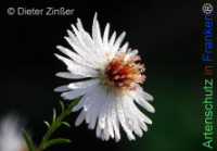 Bild zum Eintrag (1145059-177)
