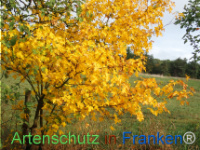 Bild zum Eintrag (1150432-177)