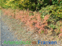 Bild zum Eintrag (1150433-177)