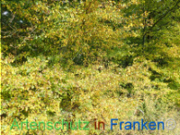 Bild zum Eintrag (1150434-177)
