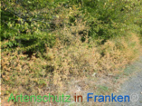 Bild zum Eintrag (1150435-177)