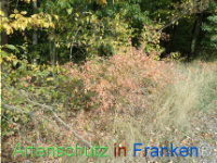 Bild zum Eintrag (1150436-177)