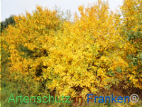 Bild zum Eintrag (1150437-177)