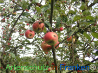 Bild zum Eintrag (1150438-177)