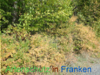 Bild zum Eintrag (1150439-177)