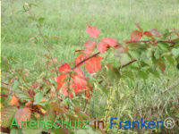 Bild zum Eintrag (1150440-177)