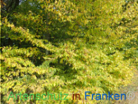 Bild zum Eintrag (1150441-177)