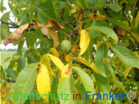 Bild zum Eintrag (1150442-177)