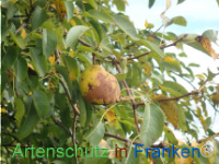 Bild zum Eintrag (1150445-177)