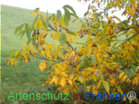 Bild zum Eintrag (1150446-177)