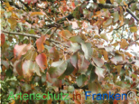 Bild zum Eintrag (1150449-177)