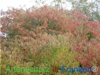 Bild zum Eintrag (1150452-177)