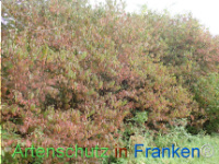 Bild zum Eintrag (1150453-177)