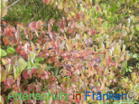 Bild zum Eintrag (1150454-177)